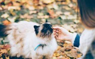 Что будет, если человек съест кошачий корм
