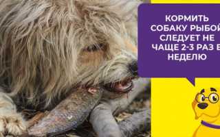 Можно ли рыбу собакам