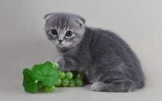 Кличка для серенькой кошечки