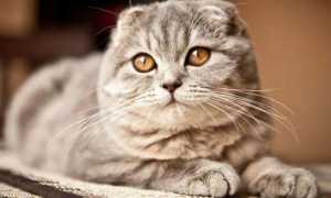 Какие кошки лучше ловят крыс и мышей?