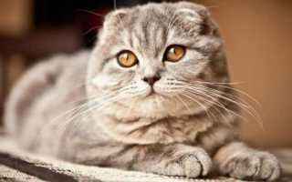 Какие кошки лучше ловят крыс и мышей?