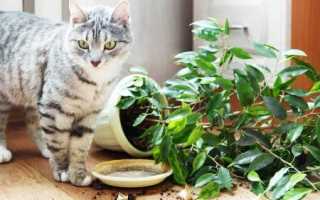 Кошка пугливая и боится шумов. Что делать?