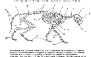 Зачем кошке (коту) нужен хвост?