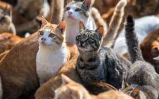 Признаки ложной беременность у кошки
