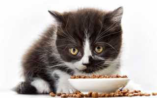 Котёнок не ест сухой корм — что делать?