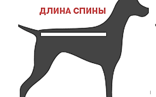 Как узнать размер одежды для собаки йорка