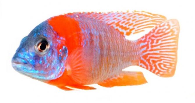 Аулонокара (Aulonocara Rubescens) самец.