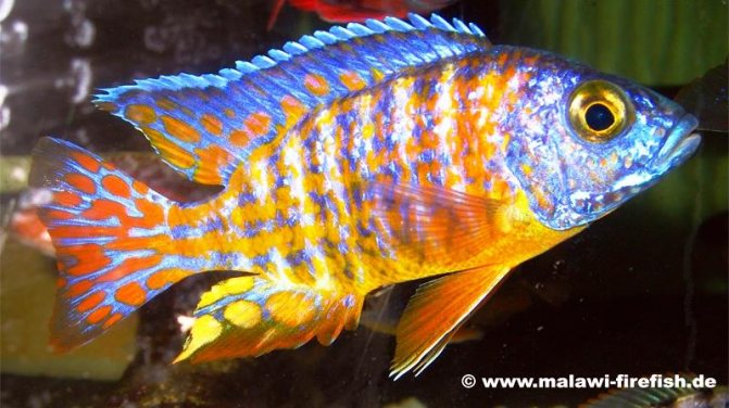Аулонокара Мандарин (Aulonocara sp. Mandarin) самец.