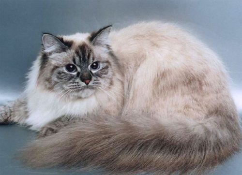 Бежевый с коричневым окрас кошки
