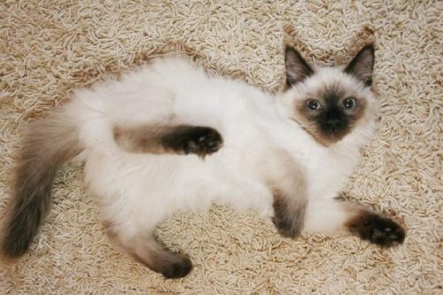Черный с белым окрас кошки