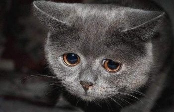 Что делать если кот не может пописать: проблемы, как заставить