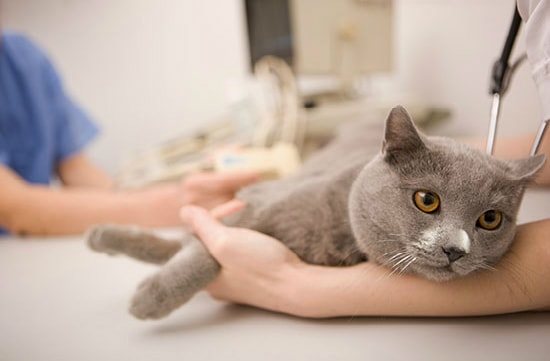 Что нужно делать, если Ваш кот съел отравленную мышь