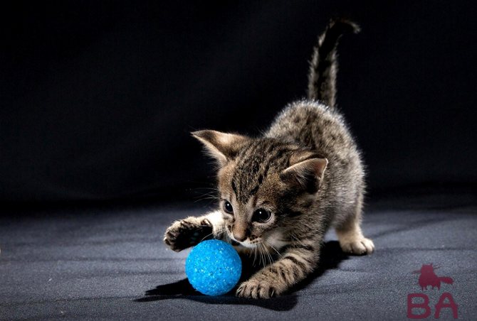 Играющий котенок