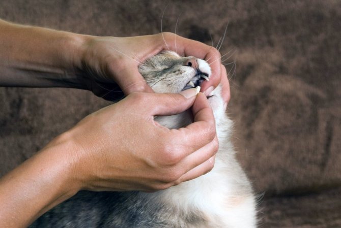 Как дать таблетки коту