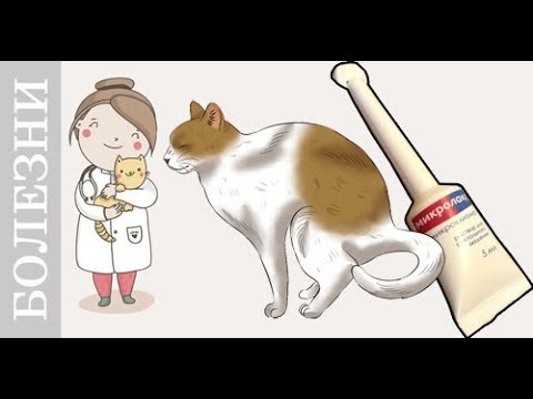 Как сделать коту клизму при запоре? Клизма коту: инструкция проведения процедуры