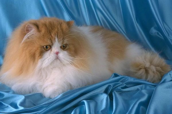 Как ухаживать за персидскими котятами