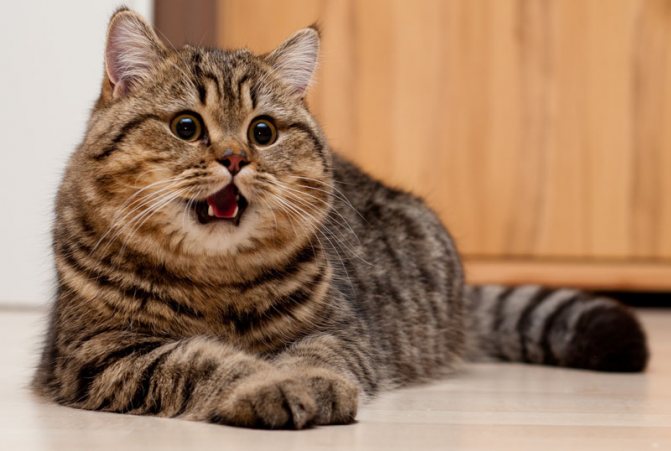 Когда и чем можно мыть кота после кастрации