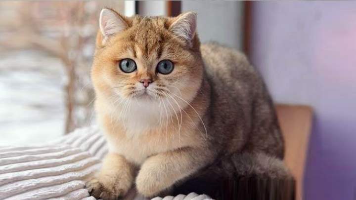 Кошка задумалась