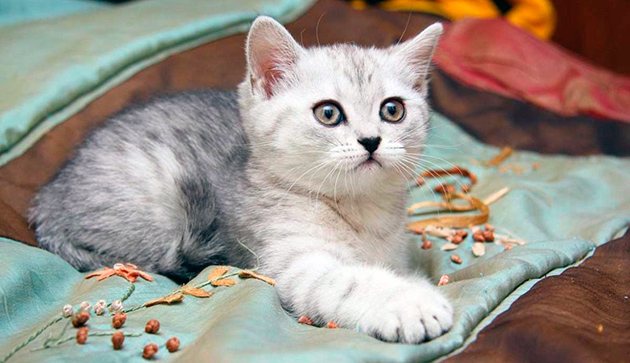 Котам британских кошек лучше давать клички более мужественные