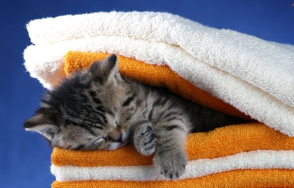Котенок спит