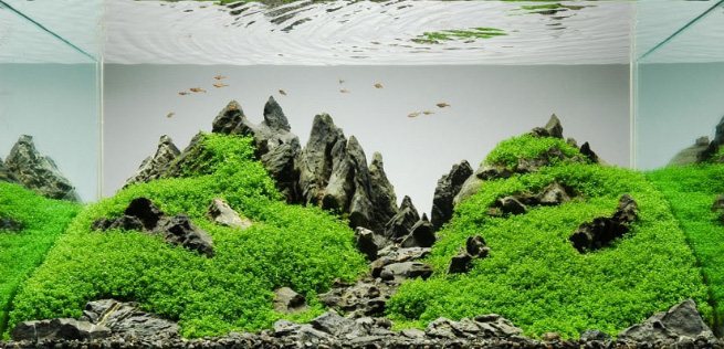 красивый аквариум с мягкой водой