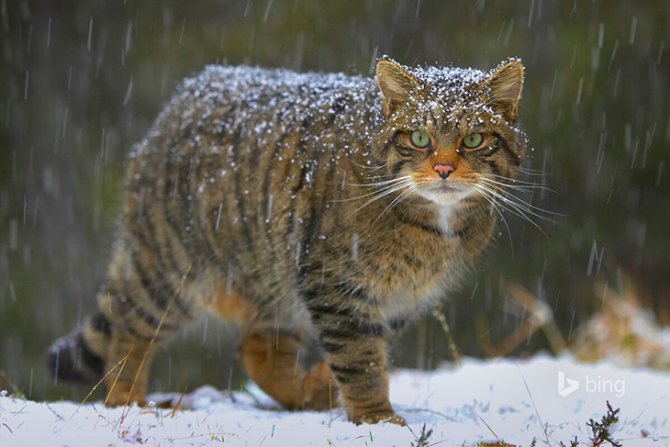 Лесной кот