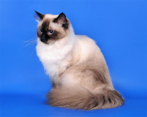 Маскарадная кошка на синем фоне