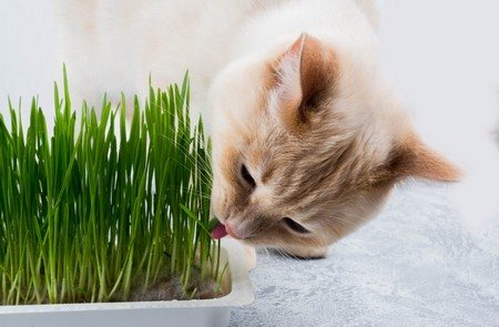 Почему коты едят растения, зелень