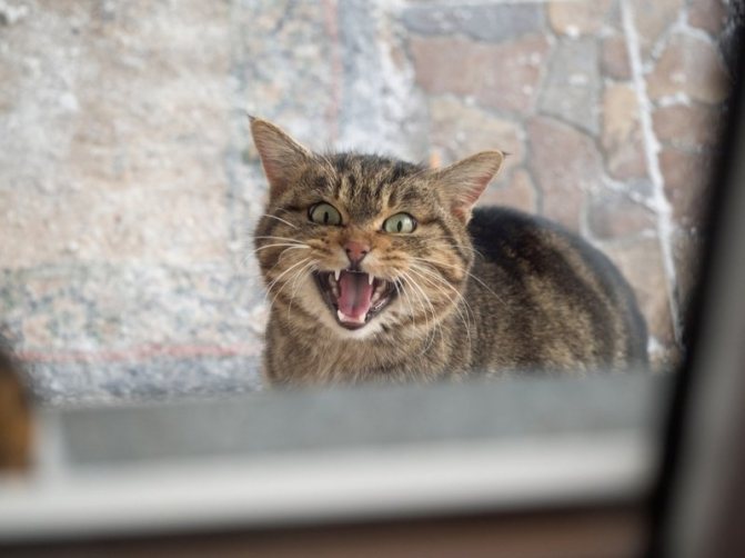 Почему у кота пропал голос