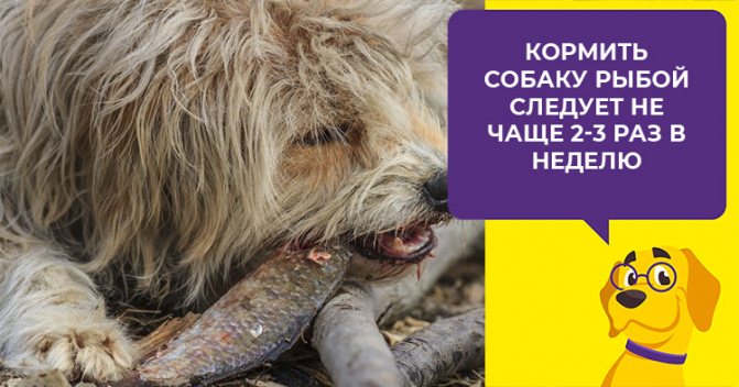 Полезно или вредно кормить собаку рыбой