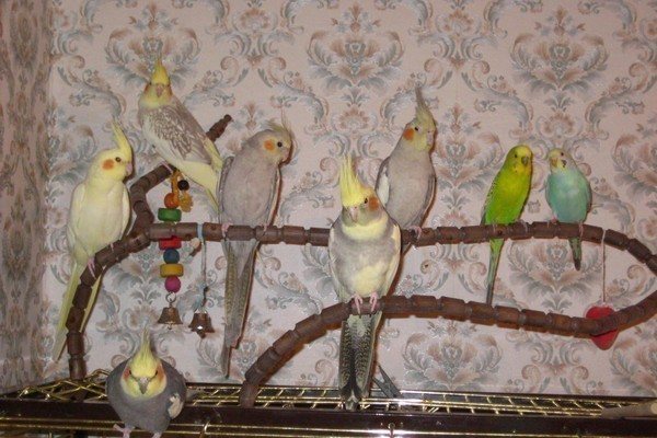 Попугаи корелла