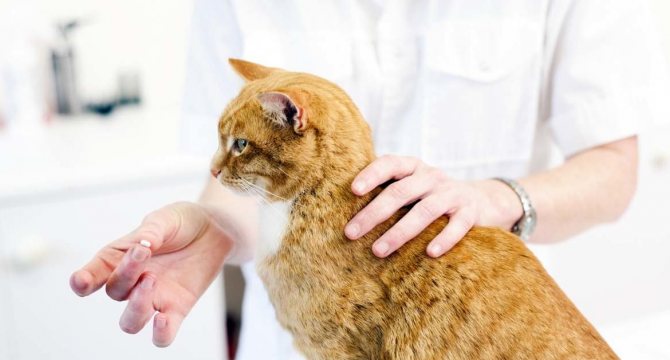 Препараты для кота