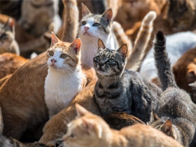 Причины ложной беременность у кошек