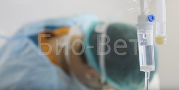 Причины пупочной грыжи у котенка и лечение в домашних условиях