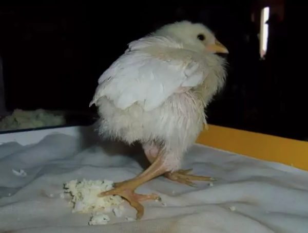Рахит