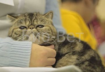Рвота с кровью у кошек