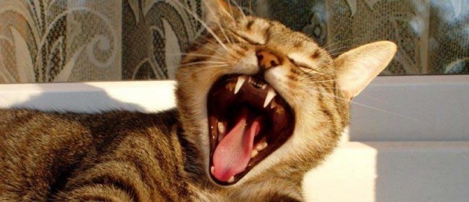 Рвота у кота непереваренным кормом
