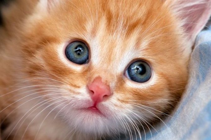 Рыжий котенок с голубыми глазами