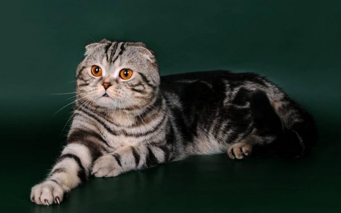 Вислоухий британец и шотландец – отличия, фото представителей пород