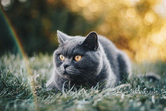 Вислоухий британец и шотландец – отличия, фото представителей пород